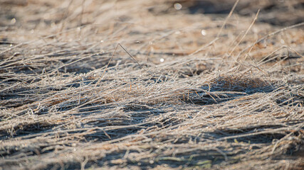 Dry grass covered with hoarfrost on the meadow in the autumn morning in the village.