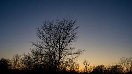 Silhouettes of trees against the background of the evening sky at sunset.