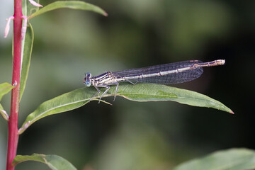 
White-legged Damselfly
