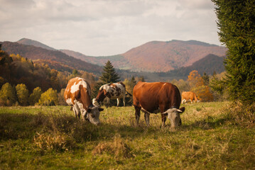 Fototapeta na wymiar Mountain cows grazing on a pasture in autumn. A rural, traditional countryside somewhere in Eastern Europe, the Carpathian Mountains. A frontier of modern civilization.
