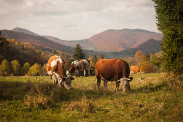 Mountain cows grazing on a pasture in autumn. A rural, traditional countryside somewhere in Eastern Europe, the Carpathian Mountains. A frontier of modern civilization. © To Studio