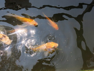 children are feeding many hungry and colorful koi in the pool for leisure time in sunny day outdoor activity close-up