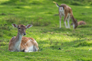 European fallow deer resting on a green field