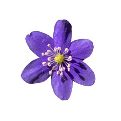 Fototapeta na wymiar violet flower of common hepatica, liverwort, kidneywort or pennywort (Anemone hepatica or Hepatica nobilis)