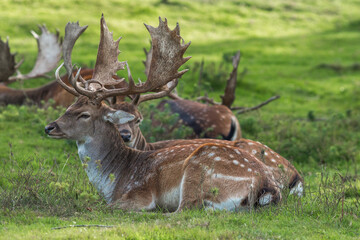 Naklejka na ściany i meble European fallow deer resting on a green field
