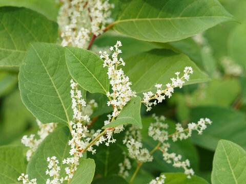 (Reynoutria japonica) Renou&eacute;e du Japon plante ornementale mais envahissante &agrave; floraison spectaculaire en &eacute;pis
