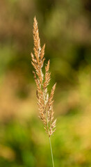 detail of grass inflorescence drying isolated