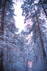 Pine trees in the snow after a snowfall in the forest. Pink sunset through the trees in the sky. Winter landscape