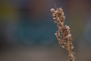 Dead nature.