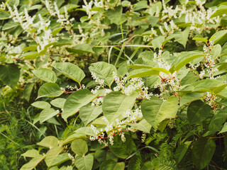 (Reynoutria japonica) Renouée du Japon à tiges rouges garnies de grandes feuilles papilleuses et fleurs blanches en grappes dressées