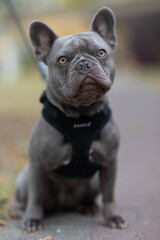 Fototapeta premium french bulldog puppy