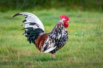Doornikse kriel cock chicken