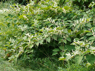 Reynoutria japonica | Renouée asiatique ou renouée du Japon, grande renouée invasive, grandes feuilles glabres et nervurée, floraison blanche en grappes dressées