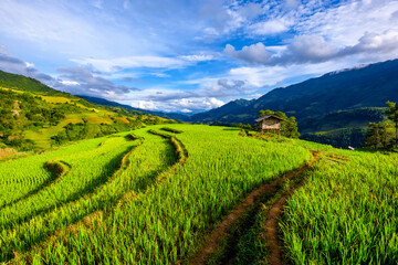 Obraz premium Terraced rice paddy in Mu Cang Chai district, Lao Cai province, Vietnam.