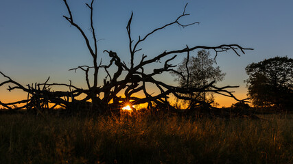 Dead old branches silhouette sunset