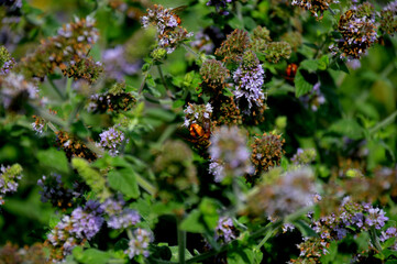 Mięta kwitnąca © JK