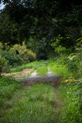 小径　森林　緑