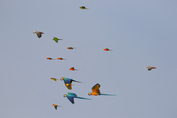 Flock of parrot flying in the sky.