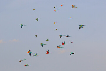 Flock of parrot flying in the sky.