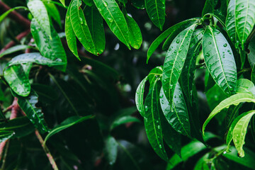 Green leaf of Maprang fruit on tree with water after raining.