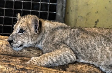African Lion Cub