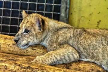 African Lion Cub