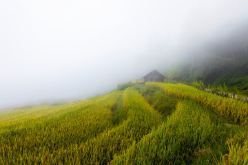 Terraced rice fields in early morning mist. Y Ty, Bat Xat district, Lao Cai province, Vietnam.