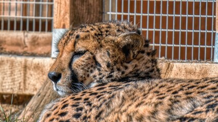 cheetah in the zoo