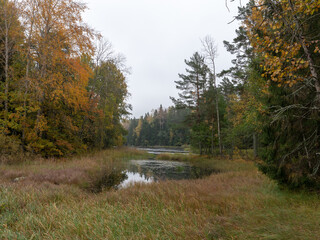Fototapeta premium River in autumn. Farnebofjarden national park in north of Sweden.