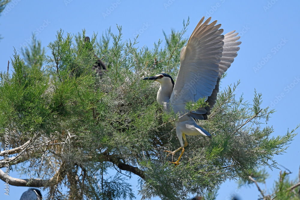 Poster night heron landing in a tamarisk // Nachtreiher (Nycticorax nycticorax) landet in einer Tamariske