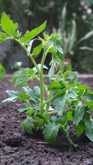Green seedling of tomatoes growing out of soil in vegetable garden, green farm concept, selective focus
