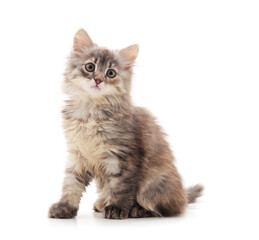 Little gray kitten .