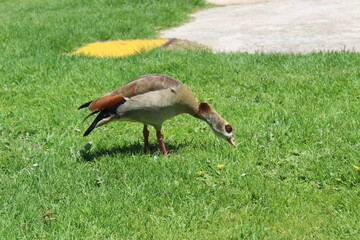 goose on the grass