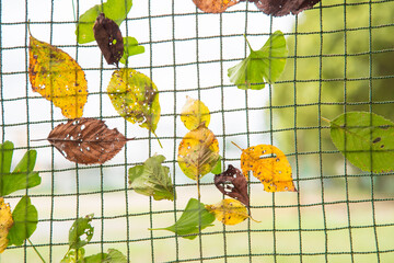 台風の後　葉っぱ　