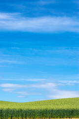 Fototapeta premium 丘の風景 美瑛 拓進 BIEI