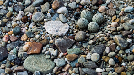 bird animal eggs lying on the beach among colorful stones