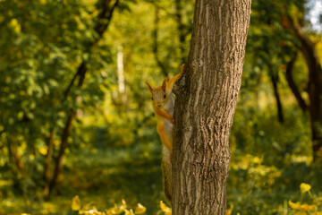 Obraz premium The squirrel sits on a tree in a funny pose in the autumn forest. A mock-up for a poster or postcard.