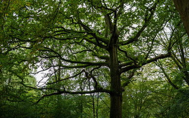 Obraz premium Mossy Tree