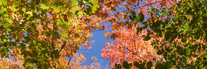 Looking up into the colorful autumn trees. Autumn background