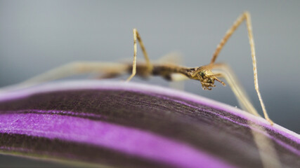 small horned stick insect on the leaf threefold camouflage feeding time pets