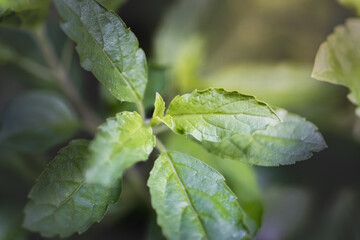 Holy basil in the organic farm.