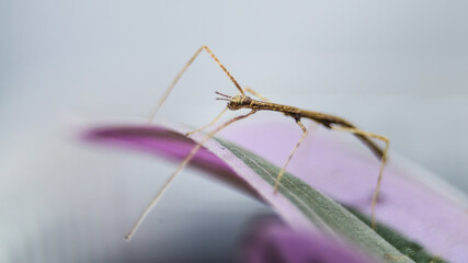 small horned stick insect on the leaf threefold camouflage feeding time pets