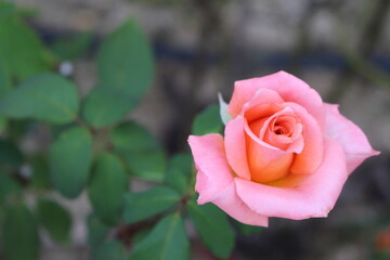 可憐に咲くピンクのバラ