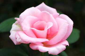 可憐に咲くピンクのバラ