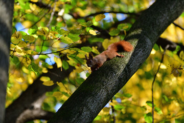 Eurasian red Squirrel lurking on the branch tree 