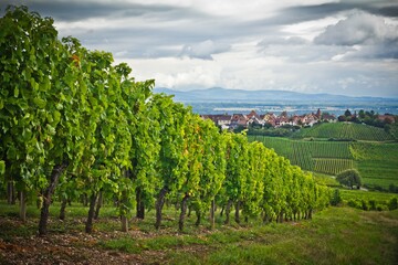 Fototapeta na wymiar Dark clouds over a vineyard near Riquewihr, Alsace (ACAL), France. A beautiful landscape with red tiled roof houses and hills far away. Growing grape in a row 