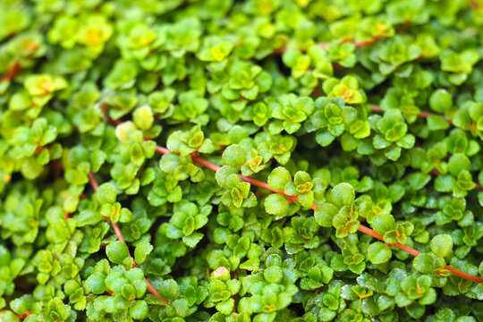 Lush Green Helxine soleirolii background. Soleirolia soleirolii