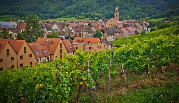 A vineyard around historic french city with red tiled roof houses. Riquewihr, France.
