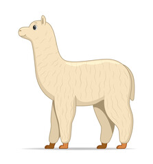 Alpaca animal standing on a white background