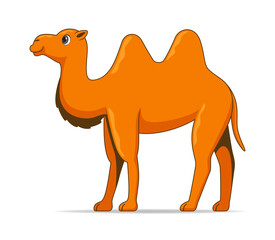 Asian camel animal standing on a white background
